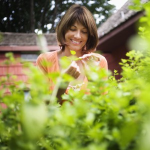 Woman Picking Fresh Herbs from Garden